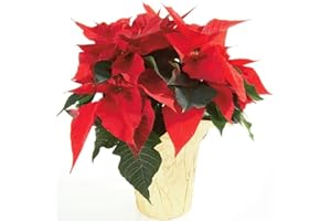 Flor Pascua Color Rojo DECOALIVE Planta de Navidad con Flores Rojas Poinsettia Planta Natural, (8436601575524)
