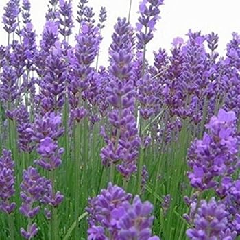 Lavendel Baum, Lavendel Stamm, Stämmchen, Marktfrische Lavendel Pflanze