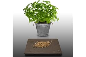 500 graines d'Aromatiques - PERSIL FRISE - Petroselinum crispum