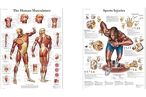 3B Scientific VR1118UU Human Anatomy - Human Musculature Chart, Paper Version 4006652, unlaminated