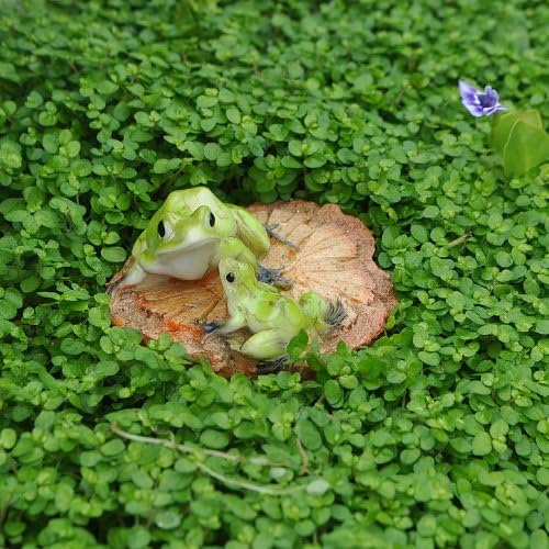 Miniature Fairy Garden Frogs on a Wood Chip
