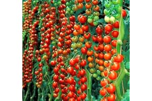 HAPPY GREEN SHOP Tomato Sweet Million - 15 Seeds + Plant tag + Freebie - Solanum lycopersicum