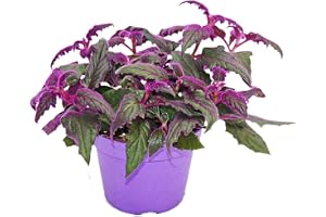 Gynura Purple Passion - sammetsblad - lila växt - 12 cm kruka