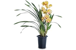 DECOALIVE Orquídea Barco o Flor de Dragón Natural - Cymbidium -