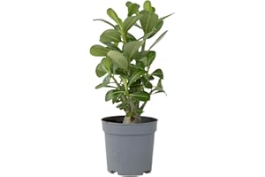 Plant in a Box - Rose du désert - Adenium Obesum - Hauteur 25-40cm - Pot 10,5cm - Plante d'intérieur fleurie