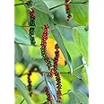 Black Pepper, Golmorich Healthy Live Plant Original Variety
