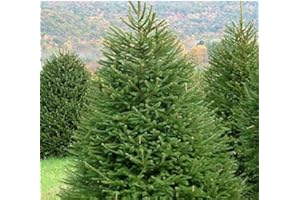 Abete Rosso, Picea Abies Peccio Sempreverde, Pianta in Vaso, Albero di Natale H. 175/200 cm in Mastello, Vivaio di Castelletto