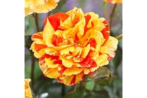 YouGarden Rose Oranges and Lemons Papagena Bare Root Plant