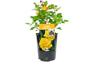 GARDENERSDREAM Happy Birthday Rose - Celebrate Someone Special's Birthday with a Unique Living Plant Gift