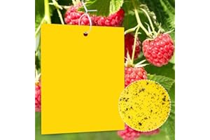 GRTHTATI 50 Pezzi Trappola Moscerini Piante 20cm x 15cm Trappole per Mosche Adesivi Gialli da Interno ed Esterno Anti Moscerini, Afidi, Mosche, Parassiti, Cimici (20cm x 15cm, 50)