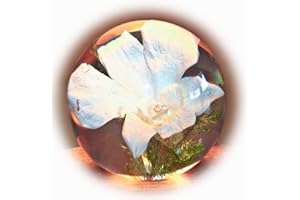 LAUSCHAER GLASKUNST-BRIEFBESCHWERER Briefbeschwerer Orchidee