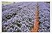Produktbild Metall Poster Blechschilderplatte Blechschild Plakat Flower Tin Sign Agapanthus Flowers Field Rows Sunny Trail 37444 Retro Weinlese Kunstdrucke by hamgaacaan (20x30cm)