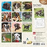 Image de Boxer Puppies 2016 Calendar