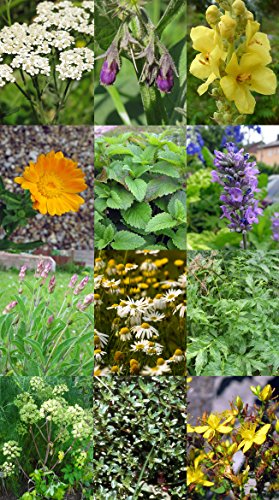 Saatgut Set: ’12 traditionelle europäische Heilpflanzen‘, besondere Kräutersorten der Volksmedizin als Samen zur Anzucht für den Garten in schöner Geschenk-Verpackung - 2