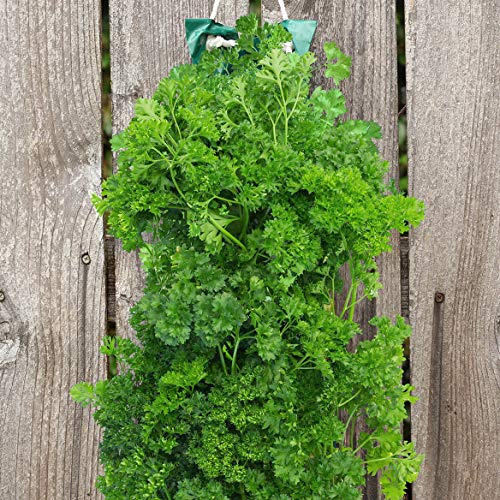 Preisvergleich Produktbild PLAT FIRM GERMINATIONSAMEN: Bio-Hänge Petersilie Garden Kit 8.5"X21.5"