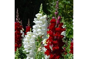 HUA XIAN ZI 3000 hochwertige Erbstücksamen - schön und leuchtend und bringen Farbe in Ihren Garten! - Antirrhinum majus - Samen alter Sorten ohne GVO von höchster Qualität; Wunderbare Gartengeschenke