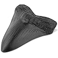 lmoikesz Resin Vintage Megalodon Tooth Black
