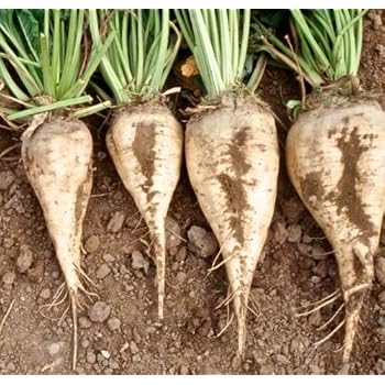 Semi Di Barbabietola Egypte – Varietà Precoce, Radice Rossa Scura, Per Orto E Consumo Crudo/cotto