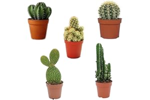 SMPLY. SMPLY - Pack 5 Cactus naturales diferentes de interior y exterior con pinchos Variados en Maceta de 5cm Kit Ahorro Plantas Naturales Para Decorar tu Hogar u Oficina