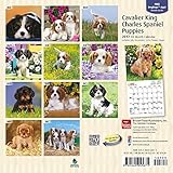 Image de Cavalier King Charles Spaniel Puppies 2017 Calendar