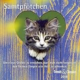 Samtpfoten T&C 2016 by