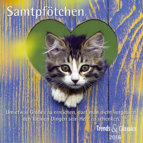 Samtpfoten T&C 2016