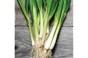 Gardeners Kitchen - Spring Onion Plants - 'F1 Lisbon' 6 X Medium Plug Vegetable Plants