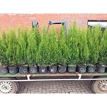 kugel thuja kaufen gelber Kugel Lebensbaum Thuja occide… main image 1