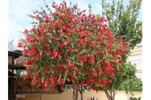 SVI Callistemon citrinus | Limón carmesí Bottlebrush | 20_Seeds