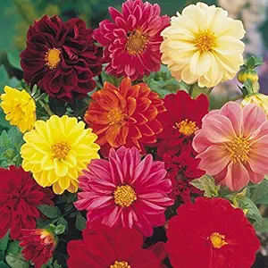 Dahlia Flower Starter Kit with Seed + Nursery Growing Cup + Growing Soil for Home Garden Easy Nursery Raising Good for Children Learning