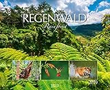 Regenwald 210819 2019: Großer Wandkalender. Foto-Kunstkalender über Tiere, Landschaft und die Natur im Dschungel. Querformat 55 x 45,5 cm. Edles Foliendeckblatt by