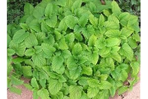 HENSITA Lemon Balm aromatic herb plant loved by bees and butterflies 9cm pot