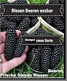 25x Riesen Beeren Samen Saatgut Garten Pflanze Rarität Obst...