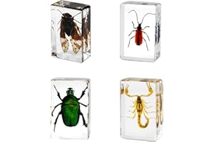 Supkeyer 4Pcs Insect in Resin Specimen, Bug Preserved Specimen Collection Paperweights Resin Insects Various Insect Specimen for Office School Biology Science Teacher Education (Insect)