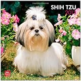 Shih Tzu 2013 - Original BrownTrout-Kalender by