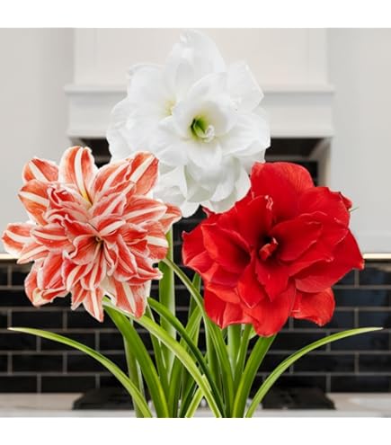 Amaryllis in was bedel - (1 stuk) Rode was amaryllisbol in groot formaat 30/32 - Exclusieve mix van echte planten uit Nederland - Hippeastrum (geen zaden - niet kunstmatig Amaryllis in was bedel - (1 stuk) Rode was amaryllisbol in groot formaat 30/32 - Exclusieve mix van echte planten uit Nederland - Hippeastrum (geen zaden - niet kunstmatig