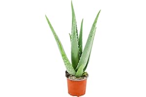 ZynesFlora Plante d'aloe vera véritable en pot de fleurs Ø 10,5 cm - Hauteur : 35-40 cm - plante médicinale succulente