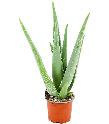 Dehner Echte Aloe, Aloe vera, fleischige Bltter, 40-60 cm,  Topf 15 cm,  Sukkulente : Amazon.de: Garten