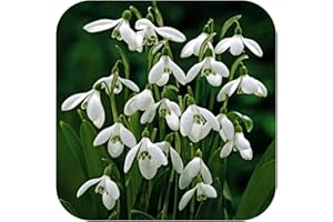 Snowdrops galanthus woronowii ikariae x 100 Single Snowdrop Bulbs, Flowering Size by Growtanical