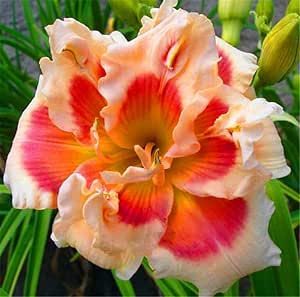 Gartenblumen,F&uuml;r G&auml;rten und Topfpflanzen,Taglilien Zwiebeln,Taglilie Little Bumble Bee - Hemerocallis Cultorum,Seltene Pflanzen-3 Zwiebeln