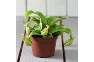 THOMPSON & MORGAN Nepenthes Alata House Plant Half-Hardy Perennial Houseplant Plants Easy to Grow Your Own 1x 9cm Potted Plant by Thompson and Morgan