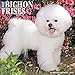 Produktbild Just Bichon Frises 2019 Wall Calendar (Dog Breed Calendar)
