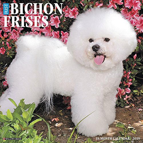 Preisvergleich Produktbild Just Bichon Frises 2019 Wall Calendar (Dog Breed Calendar)