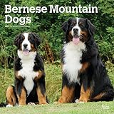 Bernese Mountain Dogs - Berner Sennenhunde 2019 - 18-Monatskalender mit freier DogDays-App (Wall-Kalender) by