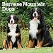 Bernese Mountain Dogs - Berner Sennenhunde 2019 - 18-Monatskalender mit freier DogDays-App (Wall-Kalender) by