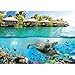 Produktbild Vlies Fototapete PREMIUM PLUS Wand Foto Tapete Wand Bild Vliestapete - Paradies Meer Bali Meerestiere Delfine - no. 1888, Größe:368x254cm Blueback Papier