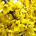 1 X FORSYTHIA INTERMDIA Nimbus Yellow Shrub Hardy Green FOILAGE Plant in Pot