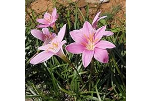 Fstening 12 Pezzi Rosa Unico Affascinante Zephyranthes Bulbi Di Giglio Della Pioggia Piantati In Varie Regioni Spesso Usati Come Materiale Di Confine Per Aiuole