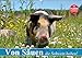 Produktbild Von Säuen die Schwein haben! (Wandkalender 2019 DIN A2 quer): So glücklich sollten alle Schweine leben können (Geburtstagskalender, 14 Seiten ) (CALVENDO Tiere)