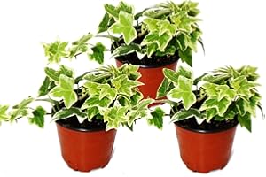 Exotenherz - Hedera helix, 3er Set, Efeu, weißbuntes Laub, 9cm Topf